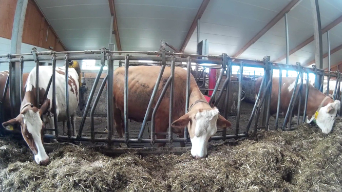 Biosécurité vaches laitières et vaches allaitantes